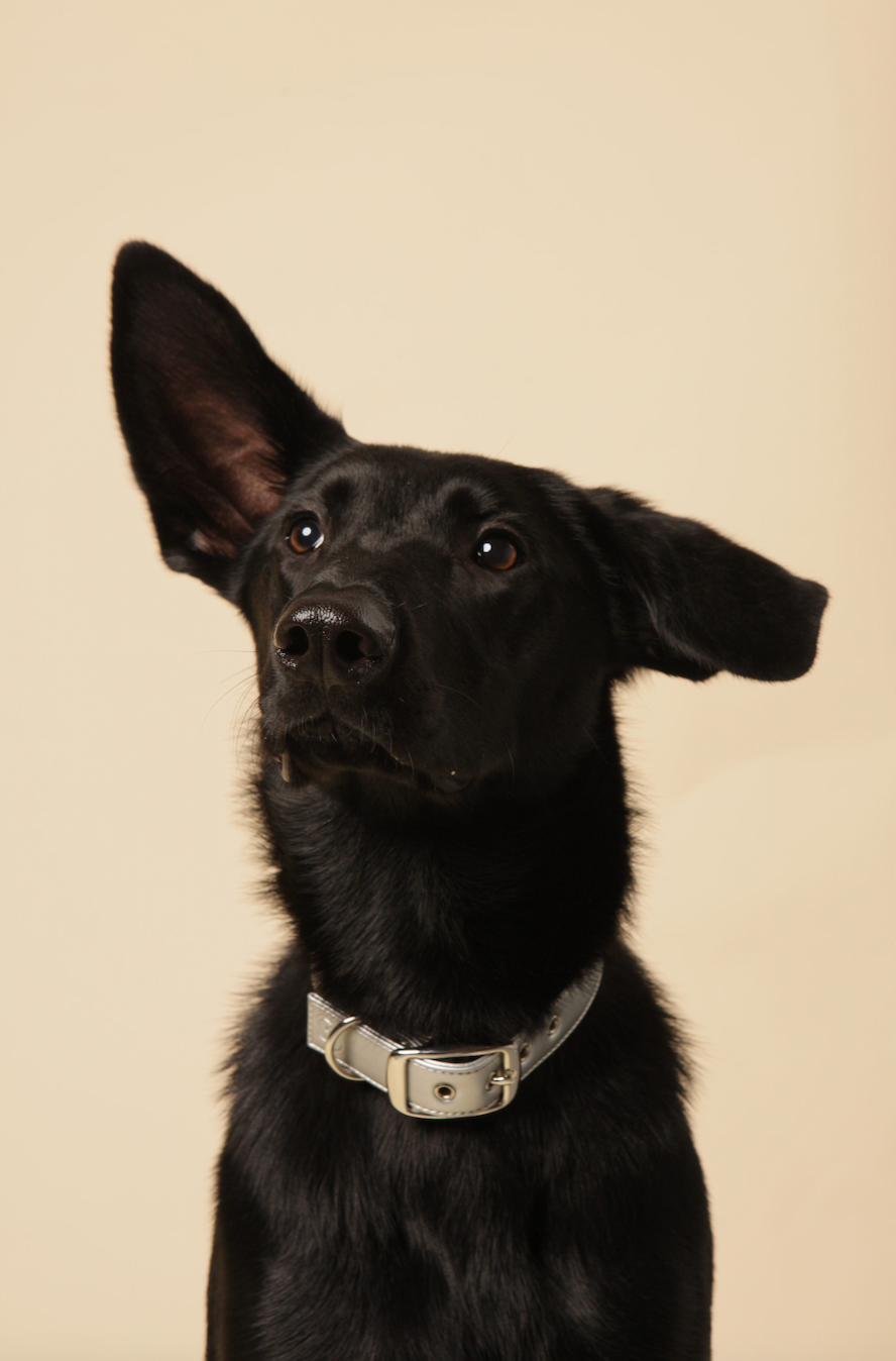 Hundhalsband i äppelläder – silver