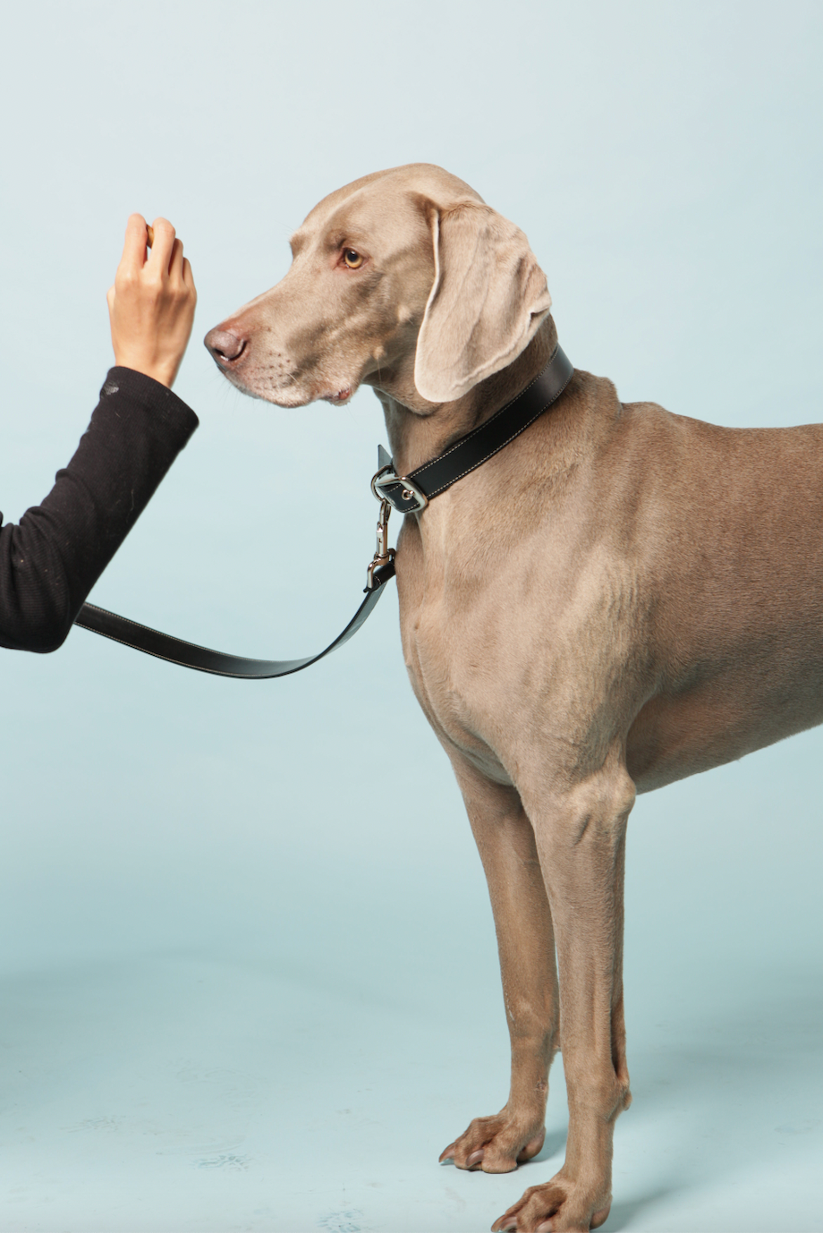 Koppel i äppelläder – svart